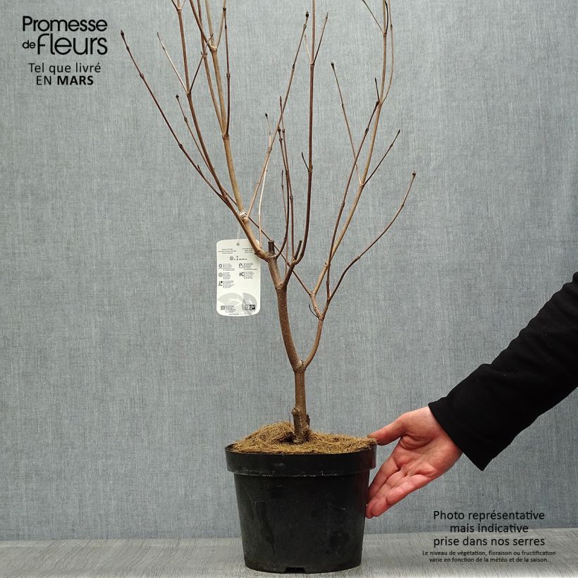 Cornus kousa Milky Way - Flowering Dogwood 4L/5L pot sample as delivered in spring