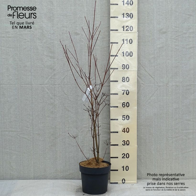 Cornus kousa Samaritan - Flowering Dogwood 4L/5L pot sample as delivered in winter