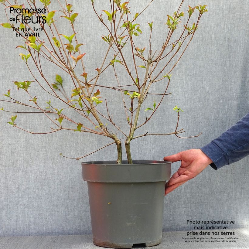 Cornus kousa Satomi - Flowering Dogwood 6L/7L pot sample as delivered in spring