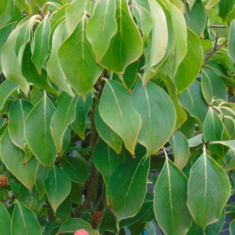 Cornus kousa Scarlet Fire - Flowering Dogwood (Foliage)