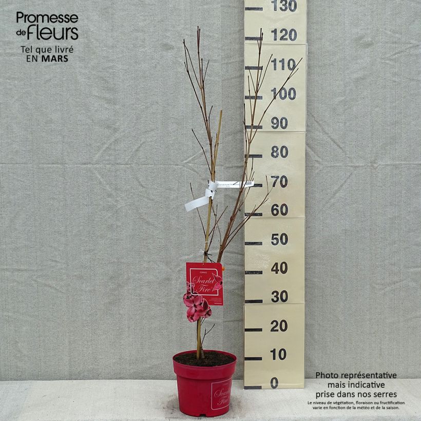 Cornus kousa Scarlet Fire - Flowering Dogwood 4L/5L pot sample as delivered in winter