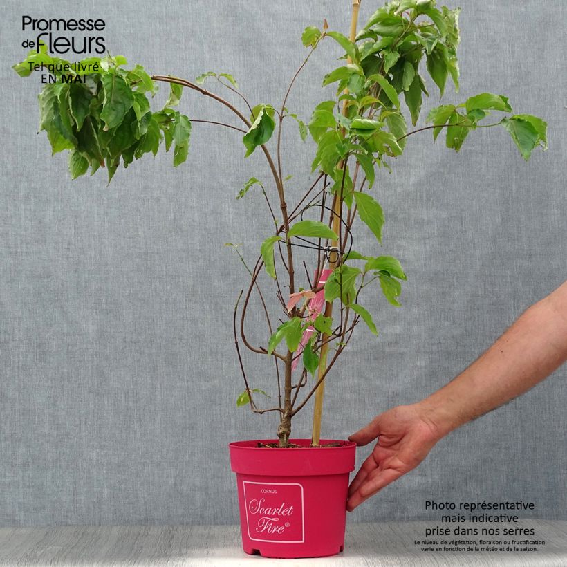 Cornus kousa Scarlet Fire - Flowering Dogwood 4L/5L pot sample as delivered in spring
