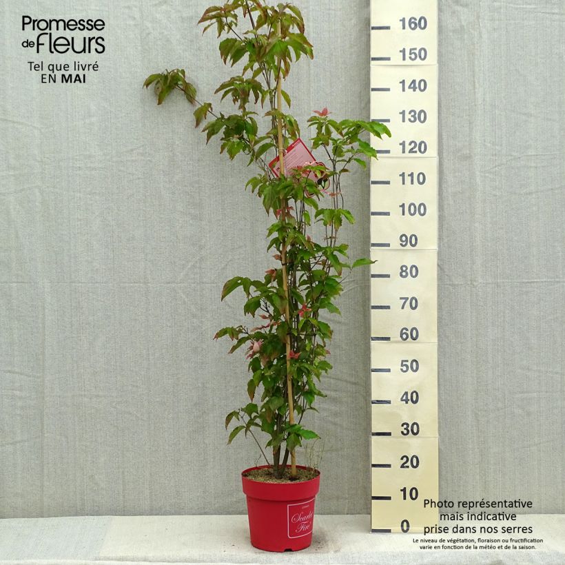 Cornus kousa Scarlet Fire - Flowering Dogwood 7.5L/10L pot sample as delivered in spring