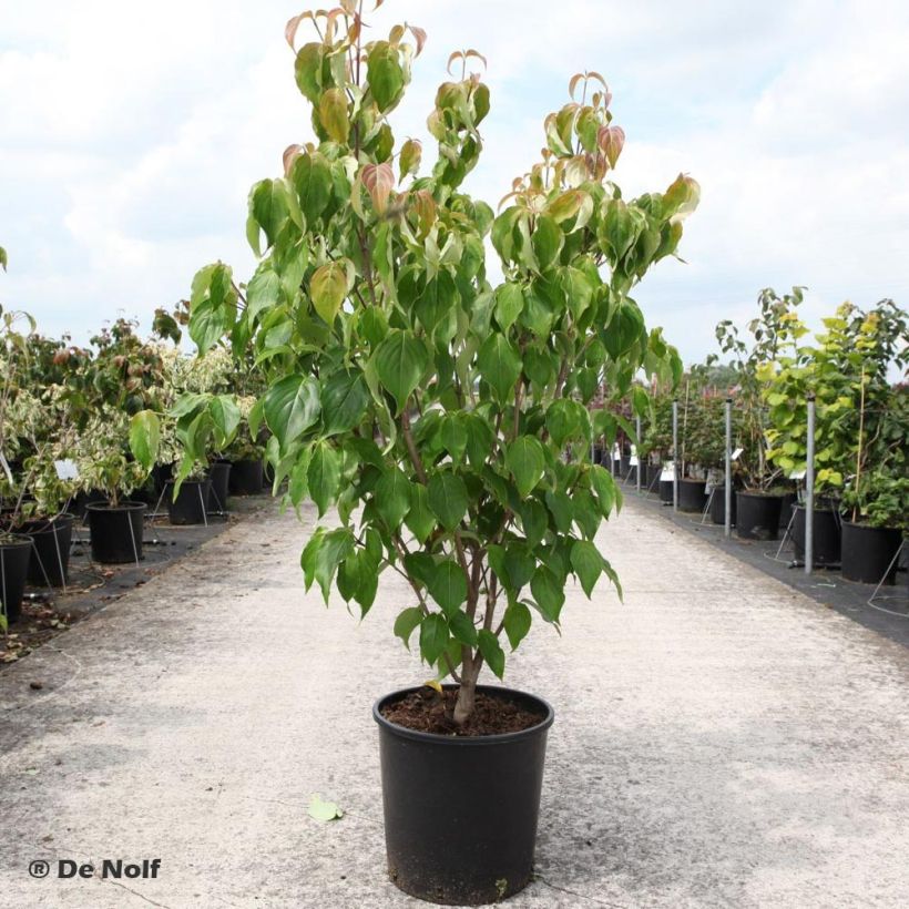 Cornus kousa Schmetterling - Flowering Dogwood (Plant habit)
