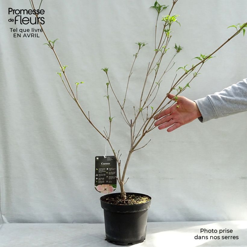 Cornus kousa Teutonia - Flowering Dogwood 4L/5L pot sample as delivered in spring