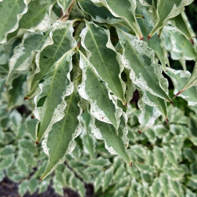 Cornus kousa Wolf Eyes - Flowering Dogwood (Foliage)