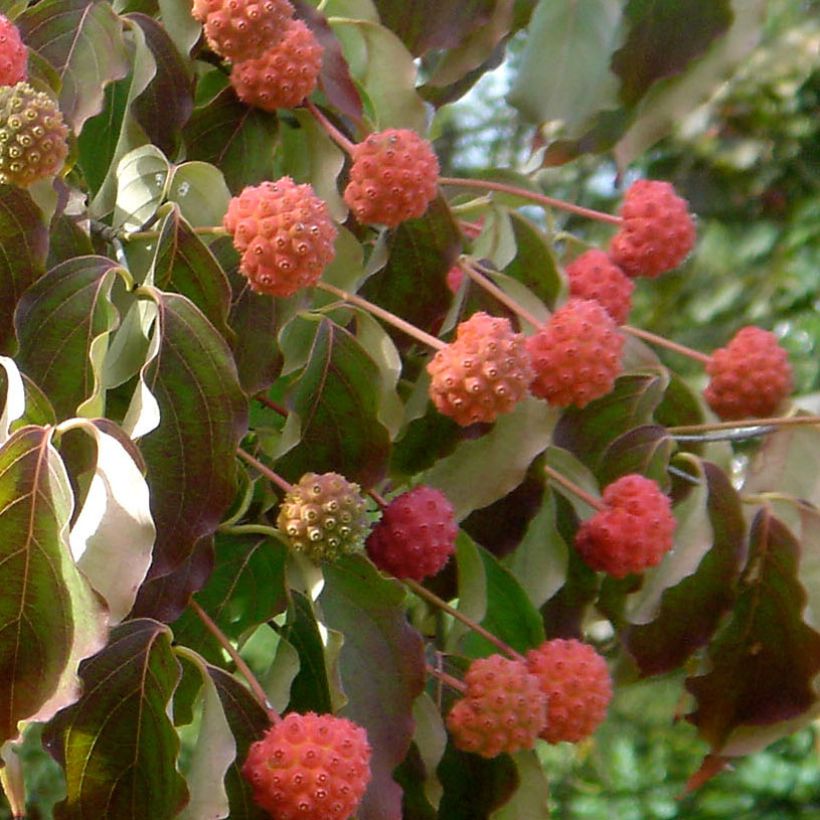 Cornus kousa var. chinensis - Flowering Dogwood (Harvest)