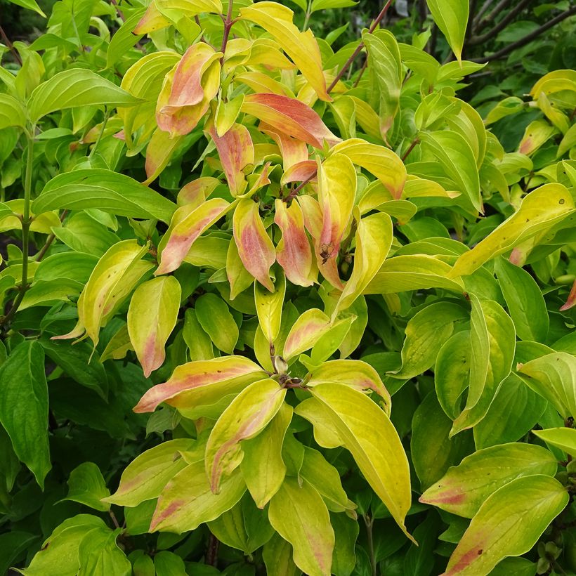 Cornus mas Aurea - European Cornel (Foliage)