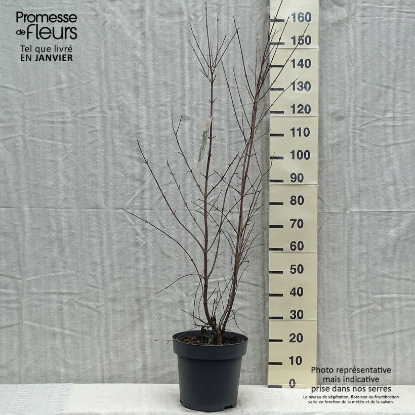 Cornus mas - European Cornel 7.5L/10L pot sample as delivered in winter