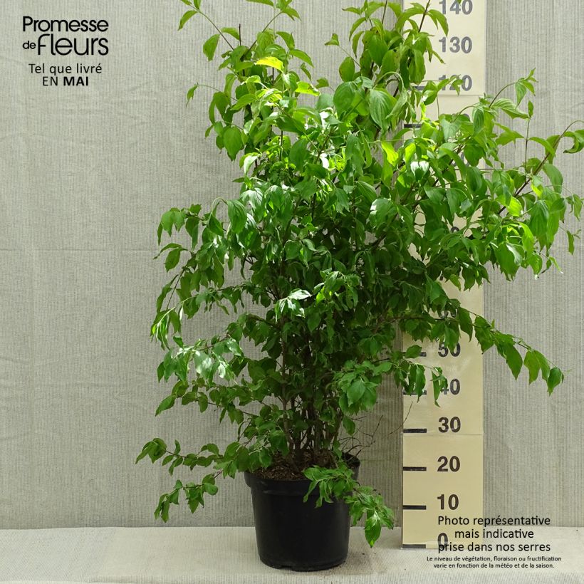 Cornus mas - European Cornel 7.5L/10L pot sample as delivered in spring