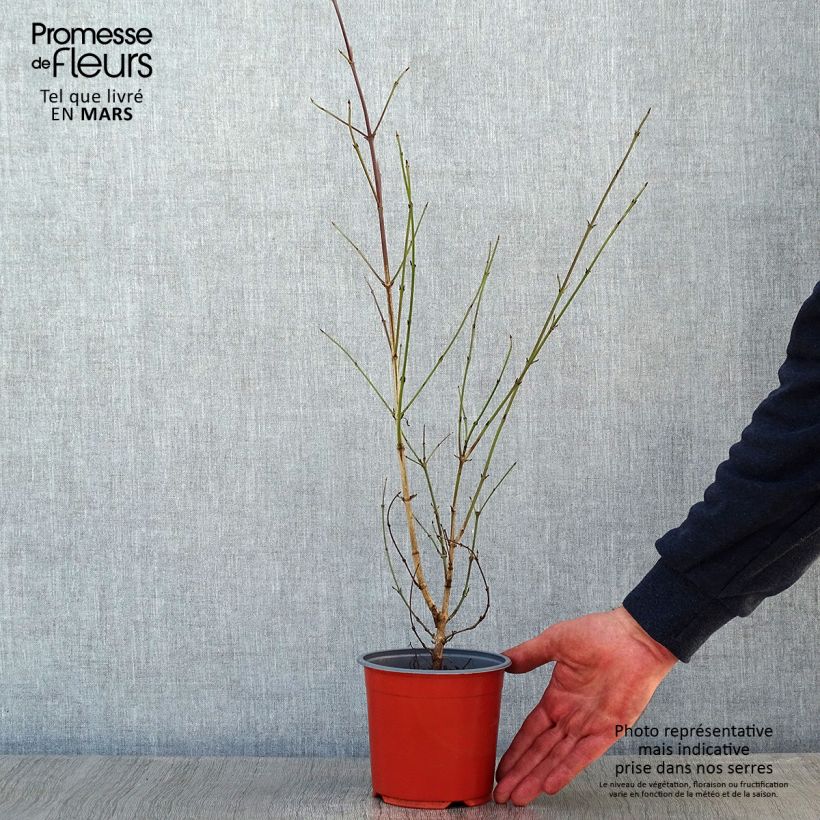 Cornus mas - European Cornel 1.5L/2L pot sample as delivered in winter