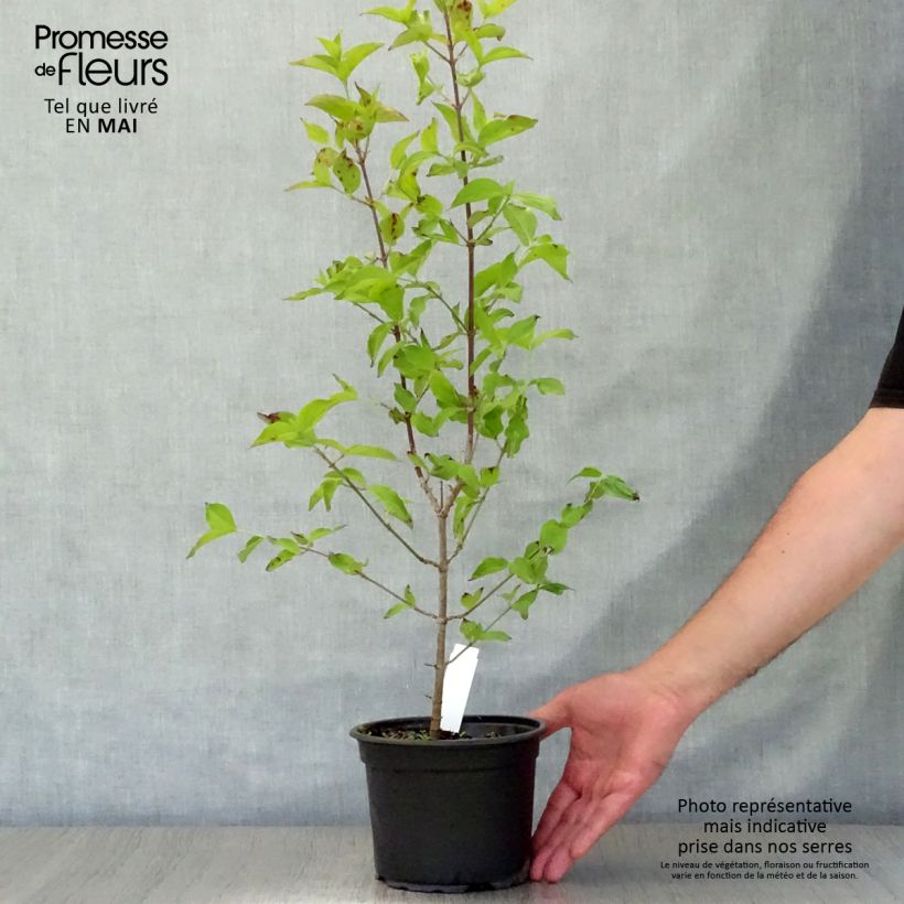 Cornus mas - European Cornel 1.5L/2L pot sample as delivered in spring