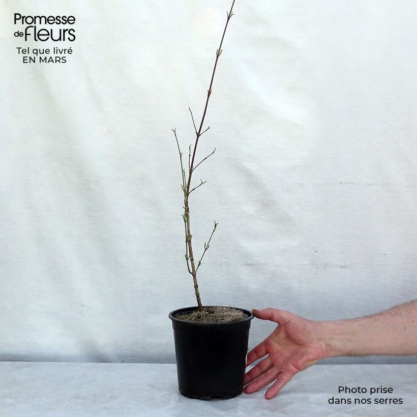 Cornus mas - European Cornel 2L/3L pot sample as delivered in spring