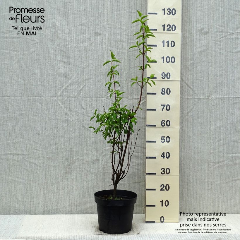 Cornus mas - European Cornel 7.5L/10L pot sample as delivered in spring