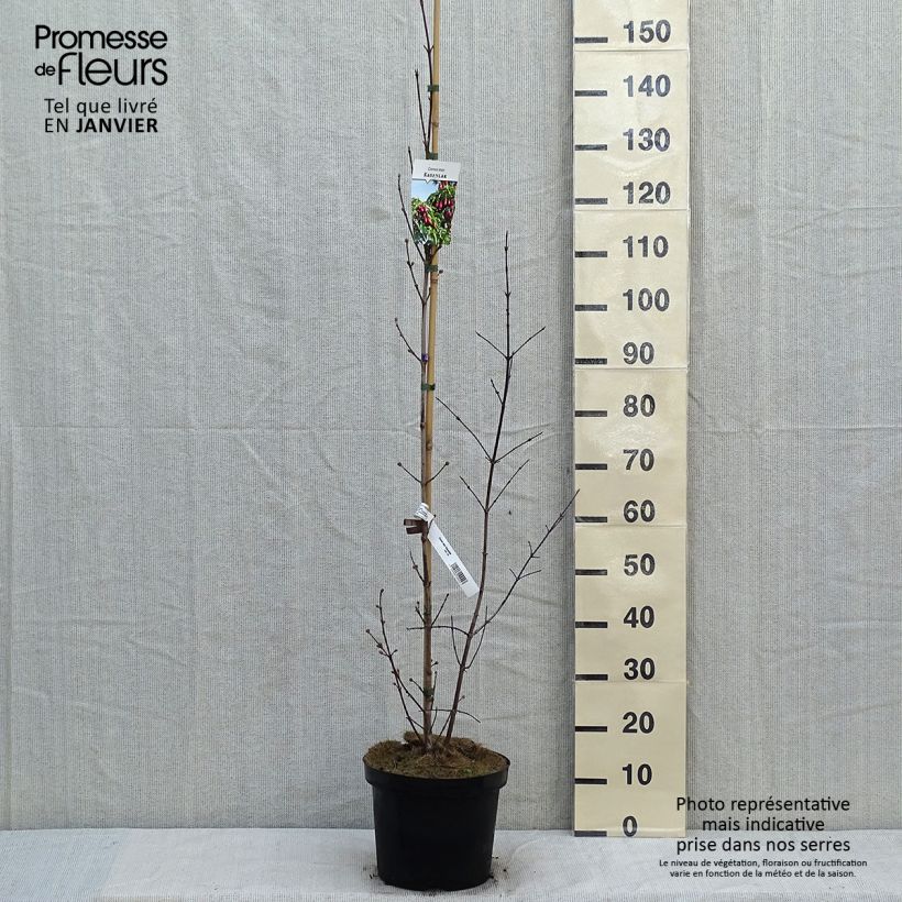 Cornus mas Schönbrunner Gourmet Dirndl - European Cornel 7.5L/10L pot sample as delivered in winter