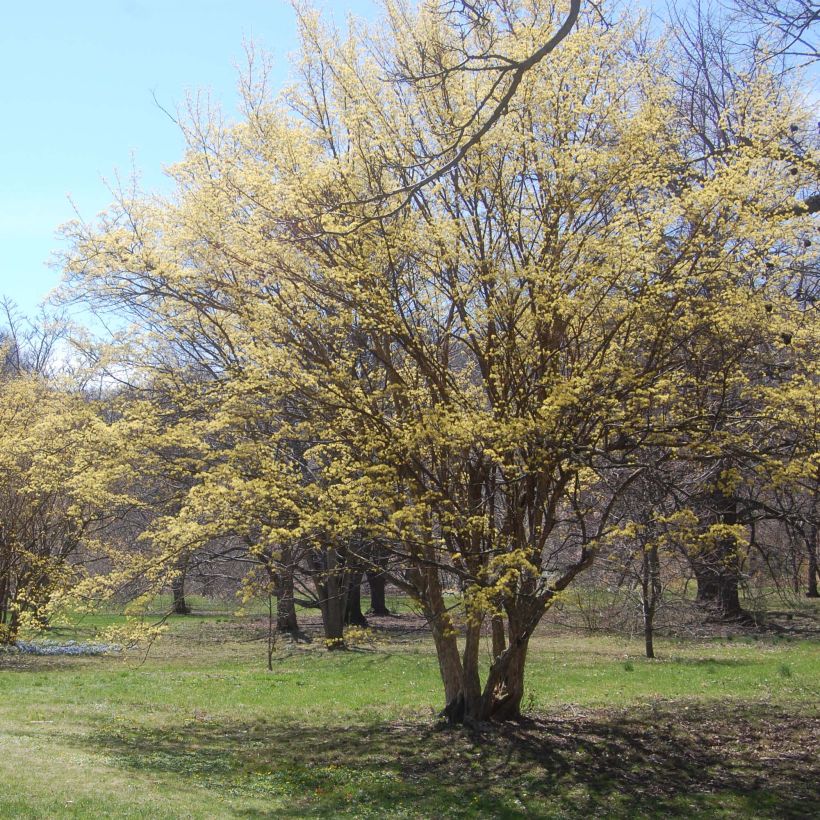Cornus officinalis - Japanese Cornelian Cherry (Plant habit)