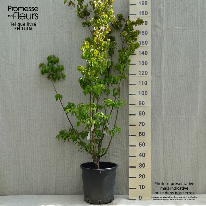 Cornus officinalis Robins Pride - Japanese Cornelian Cherry 20L/25L pot sample as delivered in spring