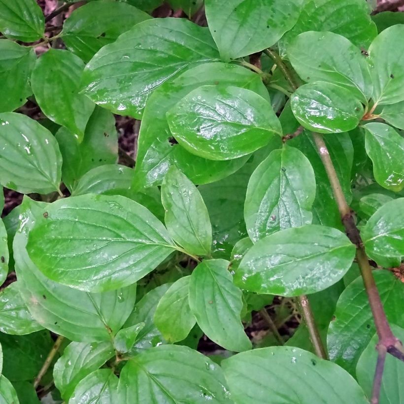 Common Dogwood - Cornus sanguinea (Foliage)