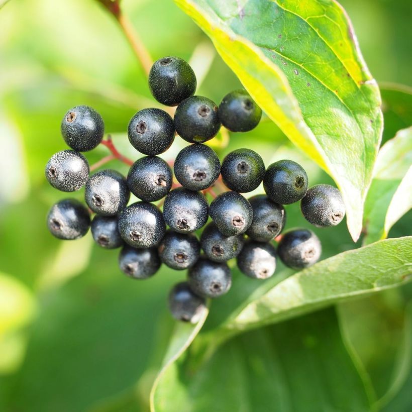 Common Dogwood - Cornus sanguinea (Harvest)