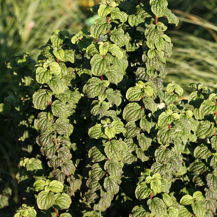 Cornus sanguinea Compressa - Common Dogwood (Foliage)