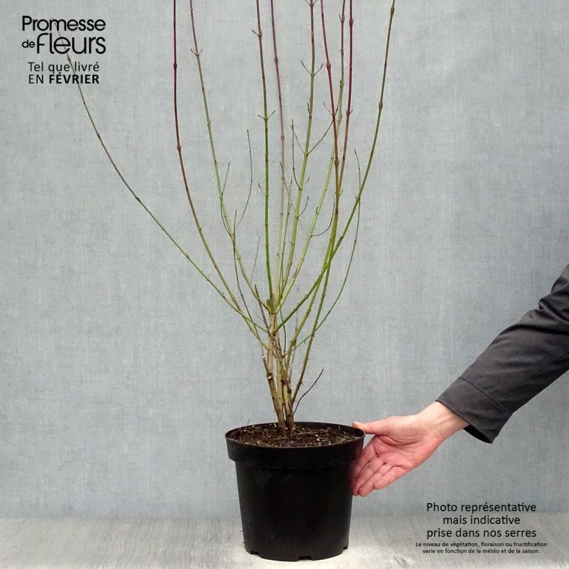 Common Dogwood - Cornus sanguinea 7.5L/10L pot sample as delivered in winter