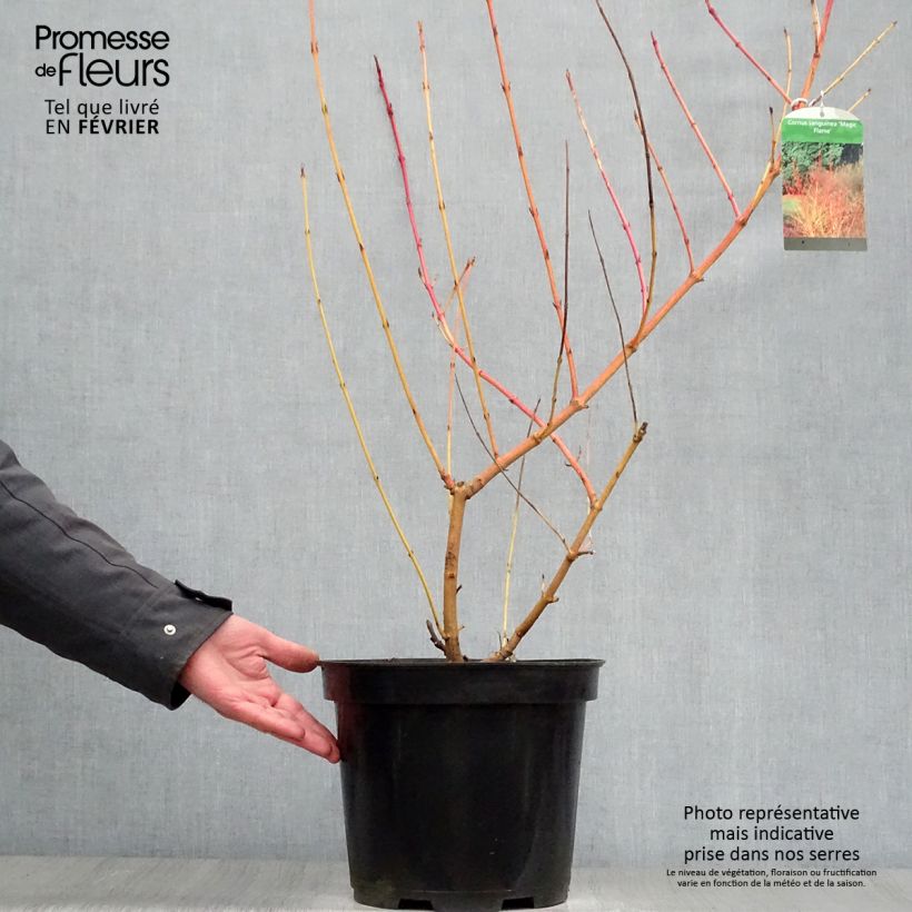 Cornus sanguinea Magic Flame - Common Dogwood 7.5L/10L pot sample as delivered in winter