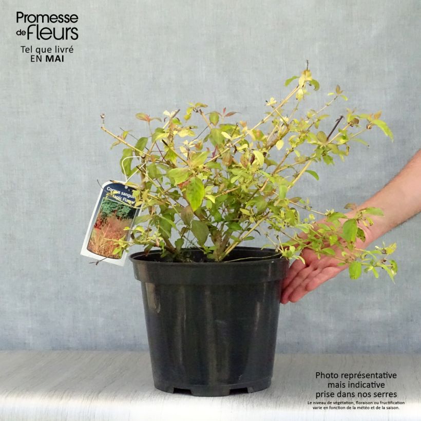 Cornus sanguinea Magic Flame - Common Dogwood 7.5L/10L pot sample as delivered in spring