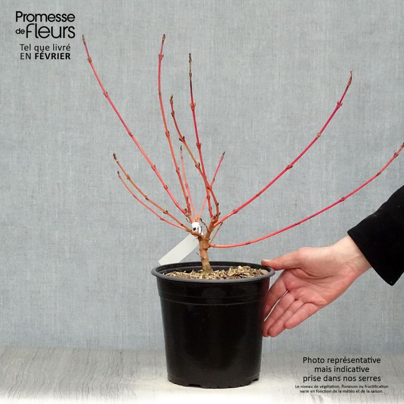 Cornus sanguinea Magic Flame - Common Dogwood 4L/5L pot sample as delivered in winter