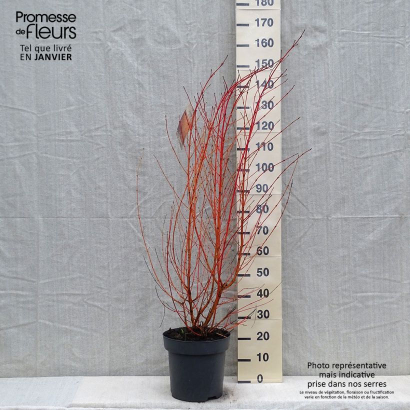 Cornus sanguinea Midwinter Fire - Common Dogwood 6L/7L pot sample as delivered in winter