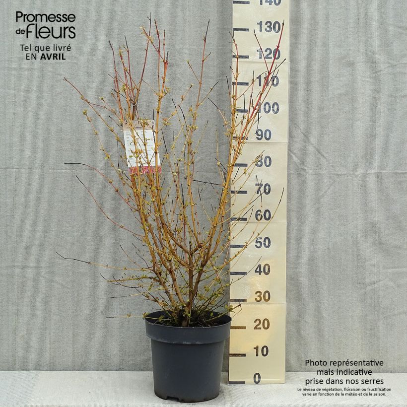 Cornus sanguinea Midwinter Fire - Common Dogwood 6L/7L pot sample as delivered in spring