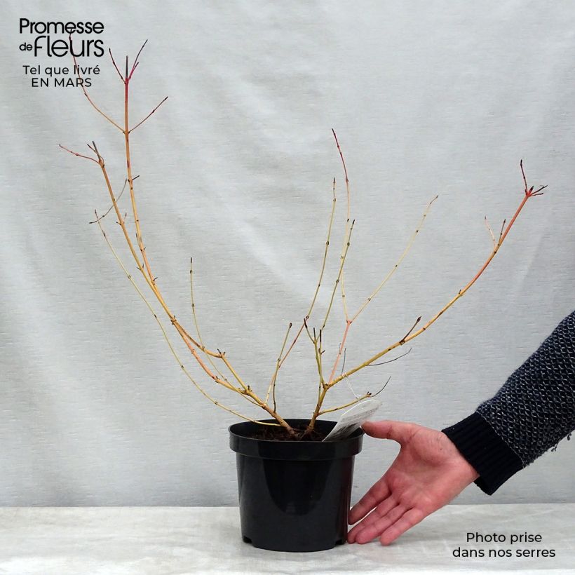 Cornus sanguinea Midwinter Fire - Common Dogwood 2L/3L pot sample as delivered in winter