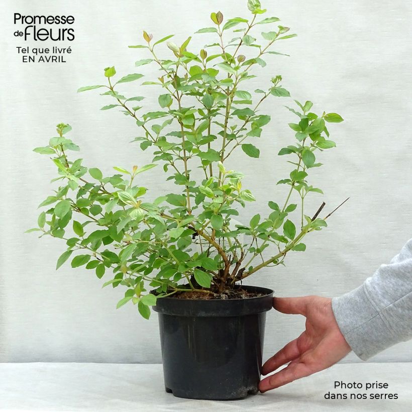 Cornus sanguinea Winter Beauty - Common Dogwood 2L/3L pot sample as delivered in spring