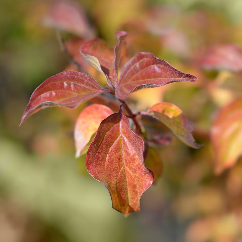 Cornus sanguinea Winter Beauty - Common Dogwood (Foliage)