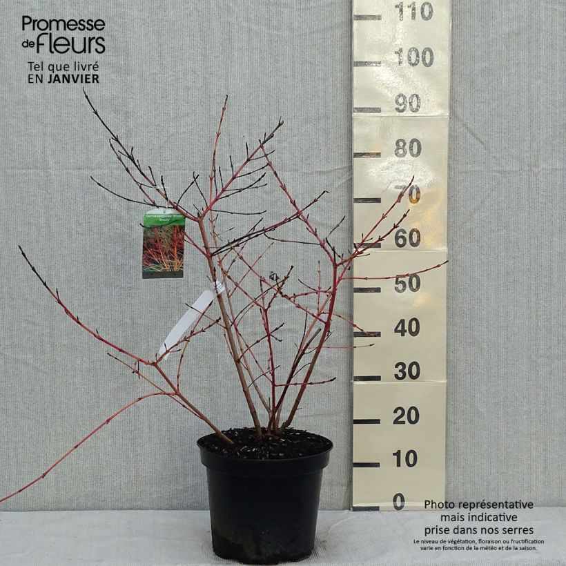 Cornus sanguinea Winter Beauty - Common Dogwood 7.5L/10L pot sample as delivered in winter