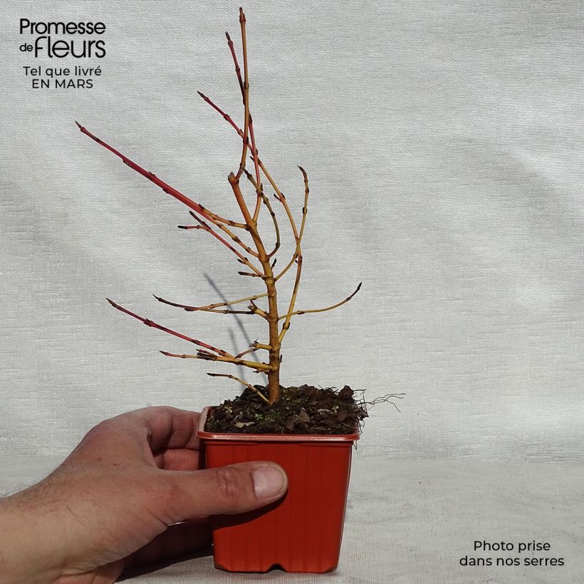 Cornus sanguinea Winter Beauty - Common Dogwood 8/9 cm pot sample as delivered in spring