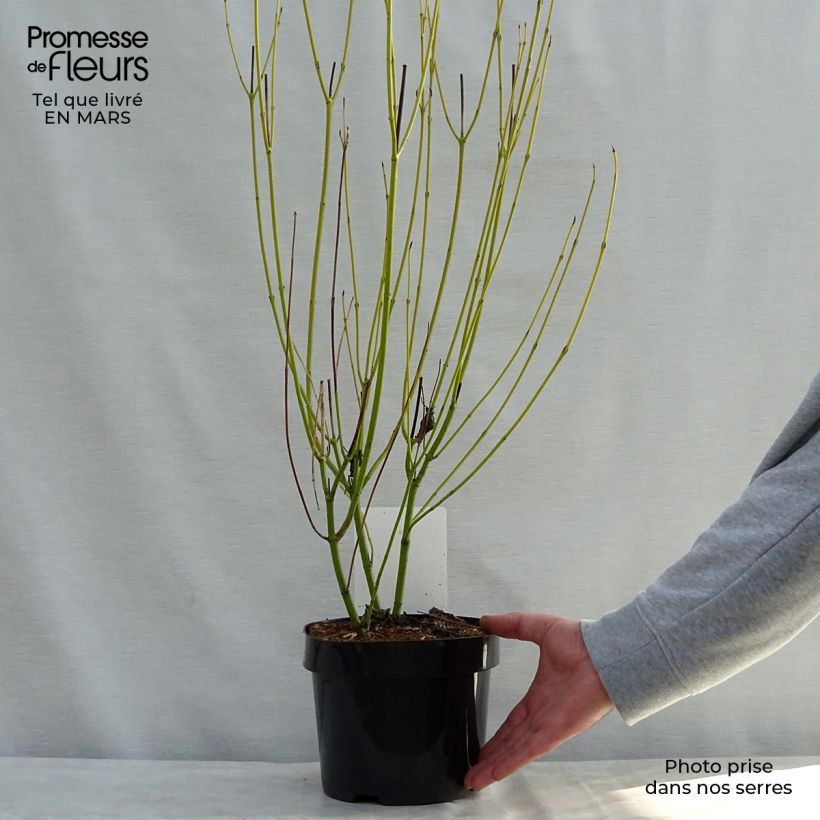 Cornus sericea Budds Yellow - Stoloniferous Dogwood 3L/4L pot sample as delivered in spring