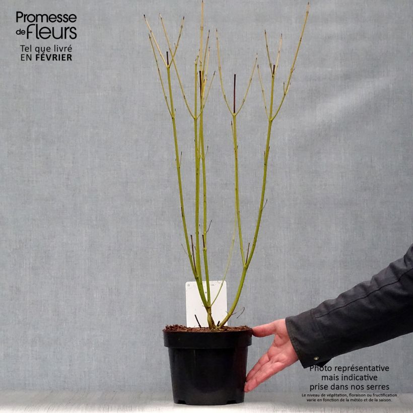 Cornus sericea Budds Yellow - Stoloniferous Dogwood 3L/4L pot sample as delivered in winter