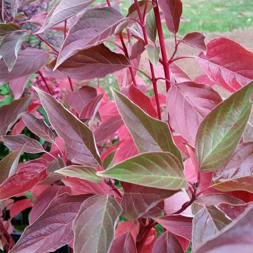 Cornus sericea Cardinal - Stoloniferous Dogwood (Foliage)
