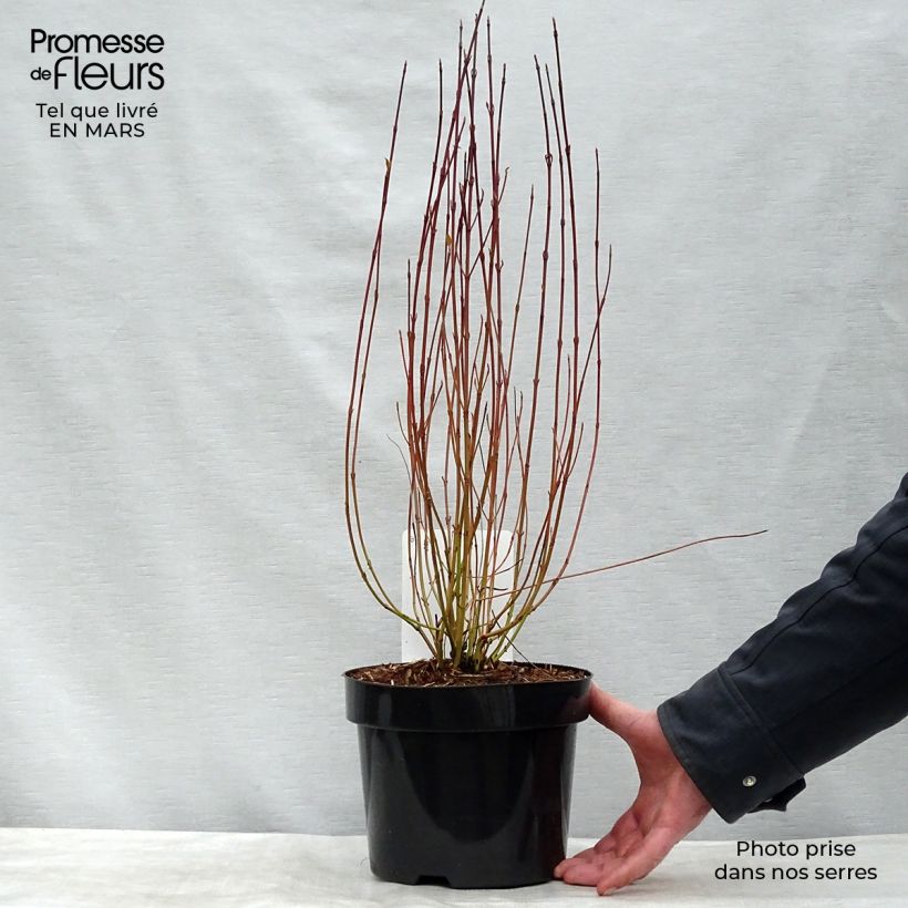 Cornus stolonifera Kelseyi - Stoloniferous Dogwood 3L/4L pot sample as delivered in winter