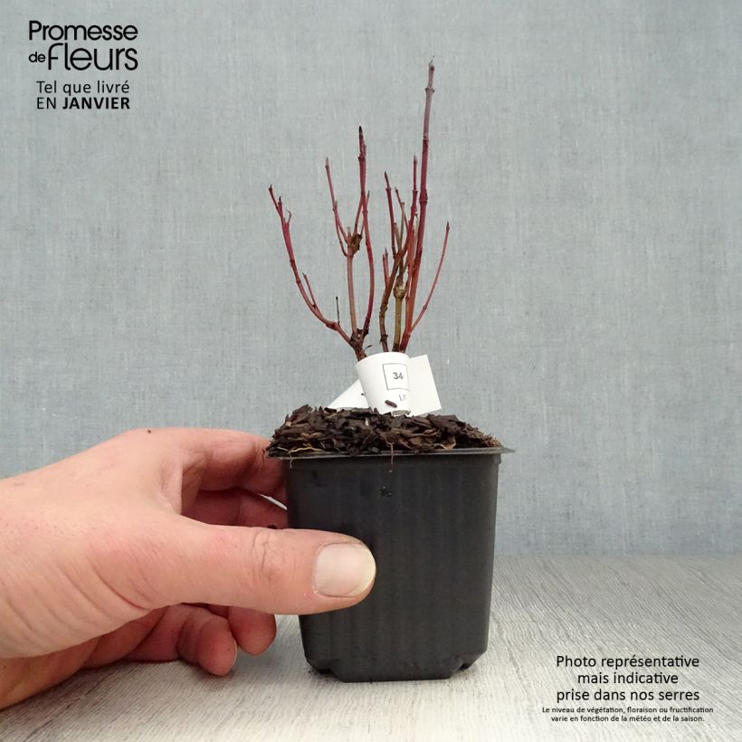 Cornus stolonifera Kelseyi - Stoloniferous Dogwood 8/9 cm pot sample as delivered in winter
