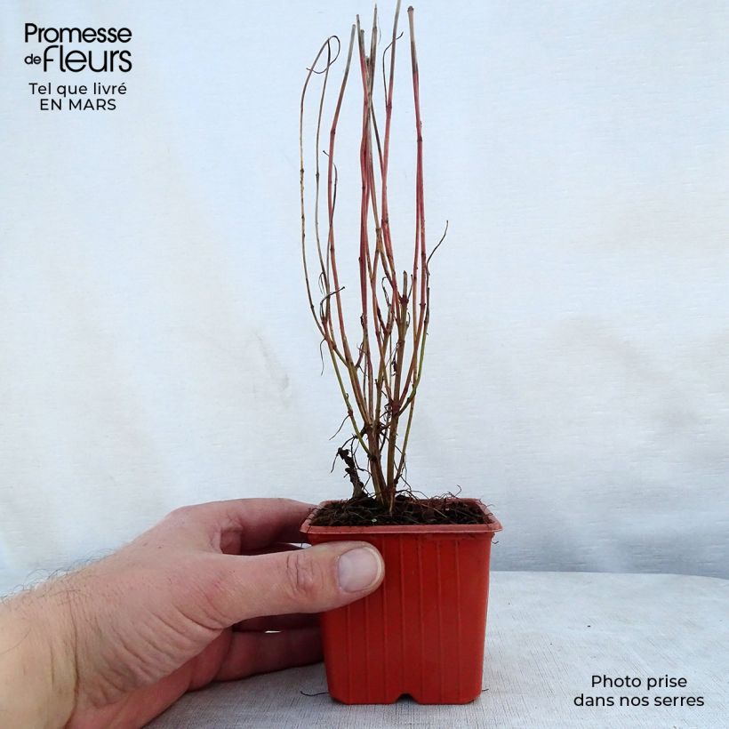 Cornus stolonifera Kelseyi - Stoloniferous Dogwood 8/9 cm pot sample as delivered in spring