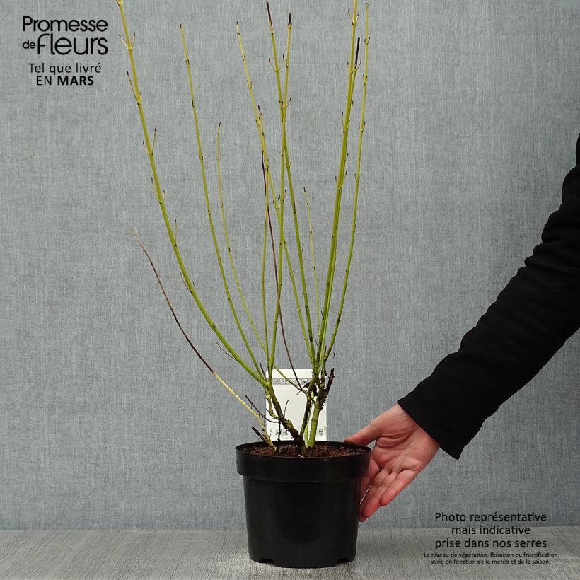 Cornus sericea White Gold - Stoloniferous Dogwood 3L/4L pot sample as delivered in winter