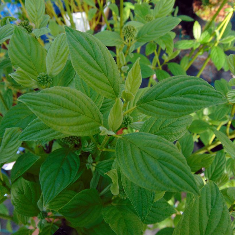 Cornus stolonifera Flaviramea - Stoloniferous Dogwood (Foliage)