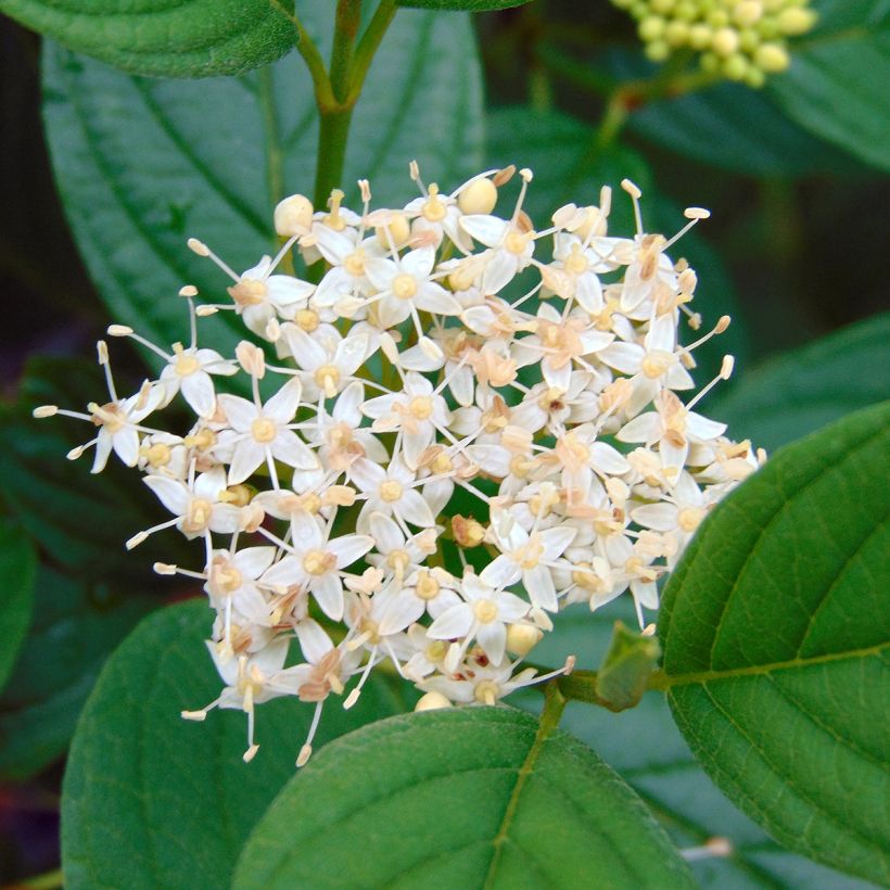 Cornus stolonifera Flaviramea - Stoloniferous Dogwood (Flowering)