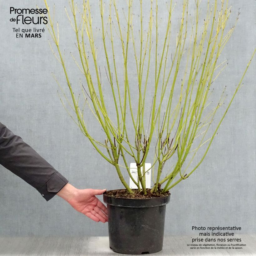 Cornus stolonifera Flaviramea - Stoloniferous Dogwood 7.5L/10L pot sample as delivered in spring