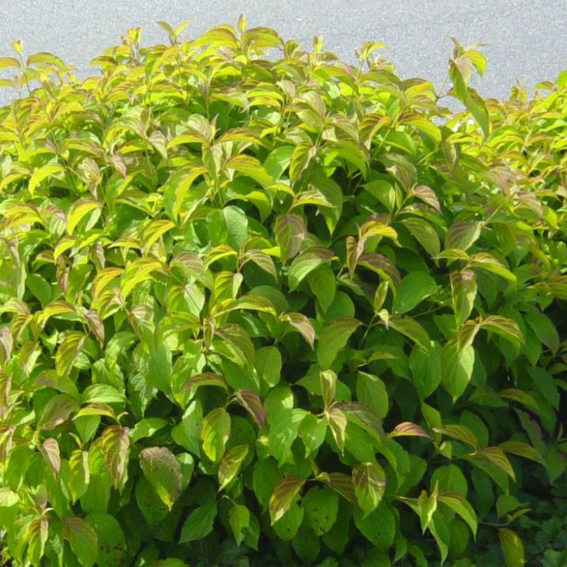 Cornus sericea Kelseys Dwarf - Stoloniferous Dogwood (Plant habit)