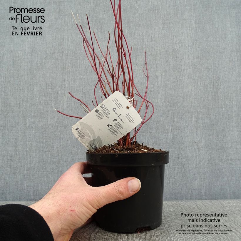 Cornus sericea Kelseys Dwarf - Stoloniferous Dogwood 1L/1.5L pot sample as delivered in winter