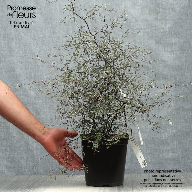 Corokia cotoneaster Little prince 4L/5L pot sample as delivered in spring