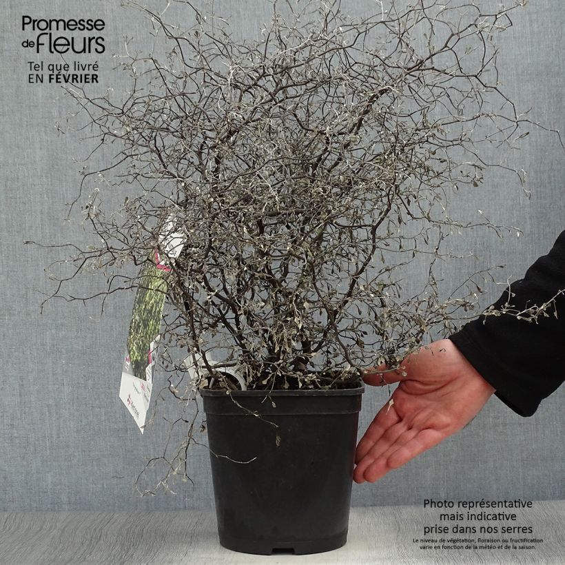 Corokia cotoneaster Little prince 4L/5L pot sample as delivered in winter
