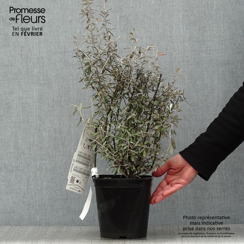 Corokia virgata Frosted chocolate 4L/5L pot sample as delivered in winter